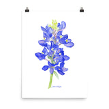 Bluebonnet Wildflower