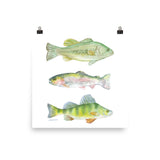 Fisherman's Watercolor Largemouth Bass, Rainbow Trout, and Perch