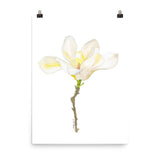 White Magnolia Watercolor