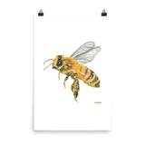 Honey Bee Watercolor