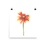 Indian Blanket Flower Watercolor