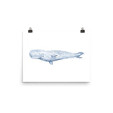 Sperm Whale Watercolor Art Print