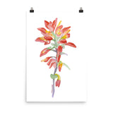 Indian Paintbrush Wildflower Watercolor Print