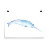 Narwhal Watercolor