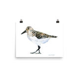 Sandpiper Watercolor
