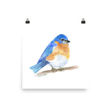Eastern Bluebird Watercolor