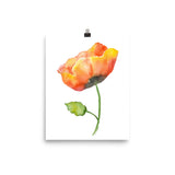 Orange Poppy Watercolor