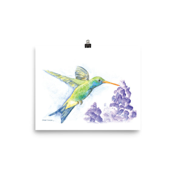 Hummingbird and Lilacs Watercolor