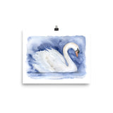 Swan Watercolor