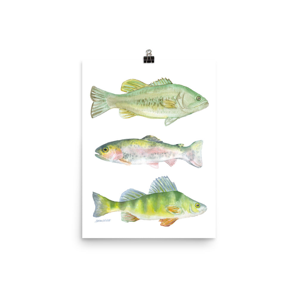 Fisherman's Watercolor Largemouth Bass, Rainbow Trout, and Perch – Susan  Windsor