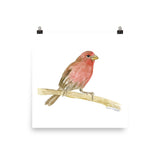 House Finch Bird Watercolor