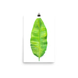 Banana Leaf Watercolor