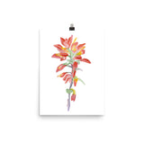 Indian Paintbrush Wildflower Watercolor Print