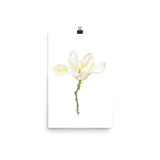 White Magnolia Watercolor