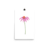 Pink Coneflower Wildflower Echinacea Daisy Watercolor Print