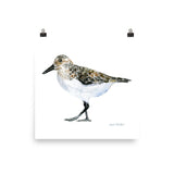 Sandpiper Watercolor