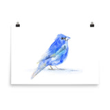 Indigo Bunting Watercolor Bird