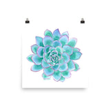 Teal Succulent Watercolor