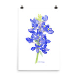 Bluebonnet Wildflower