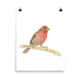 House Finch Bird Watercolor