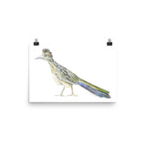 Roadrunner Watercolor Print