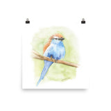 Racket-tailed Roller Watercolor Bird