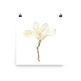 White Magnolia Watercolor