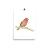 House Finch Bird Watercolor