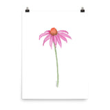 Pink Coneflower Wildflower Echinacea Daisy Watercolor Print