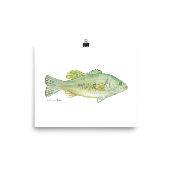 Largemouth Bass Watercolor