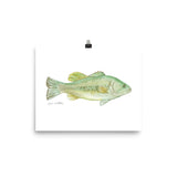 Largemouth Bass Watercolor