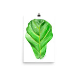 Fiddle Leaf Fig Watercolor