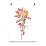 Indian Paintbrush Wildflower Watercolor Print