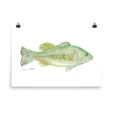 Largemouth Bass Watercolor