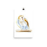 Barn Owl Watercolor