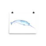 Narwhal Watercolor