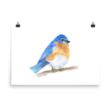 Eastern Bluebird Watercolor