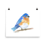 Eastern Bluebird Watercolor