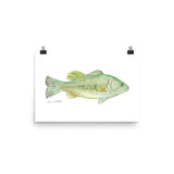Largemouth Bass Watercolor