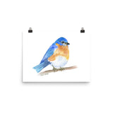 Eastern Bluebird Watercolor