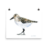 Sandpiper Watercolor