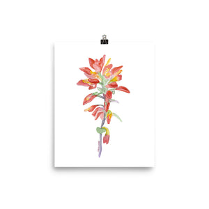 Indian Paintbrush Wildflower Watercolor Print