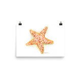 Sea Star Starfish Watercolor