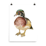 Wood Duck Watercolor