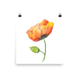 Orange Poppy Watercolor