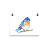 Eastern Bluebird Watercolor