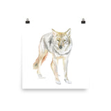 Coyote Watercolor Print