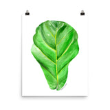 Fiddle Leaf Fig Watercolor