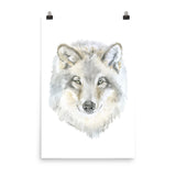 Gray Wolf Watercolor