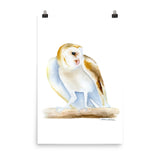 Barn Owl Watercolor
